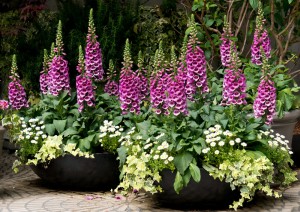 two planters full of pink foxgloves and daisies