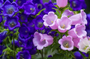 purple and pink petunia plants close up shot