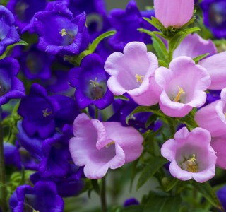 purple and pink petunia plants close up shot