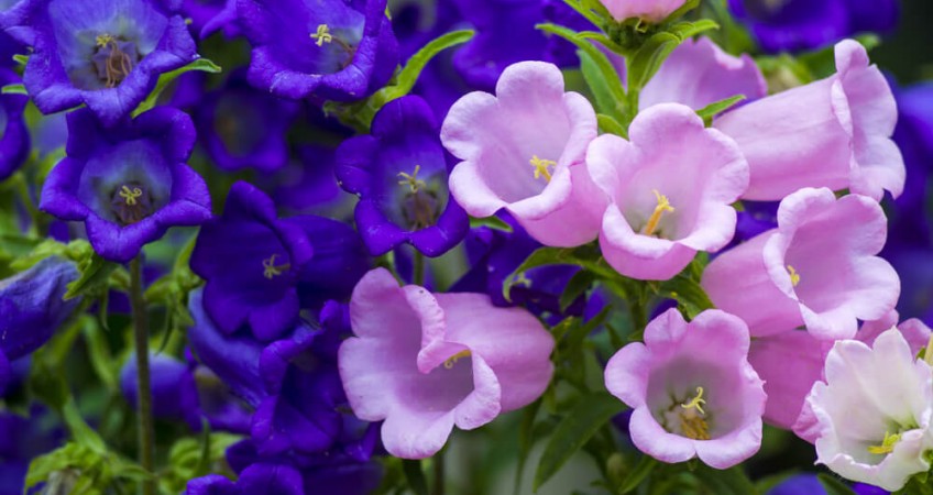 purple and pink petunia plants close up shot