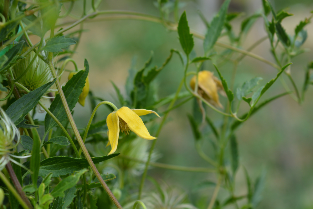 clematis