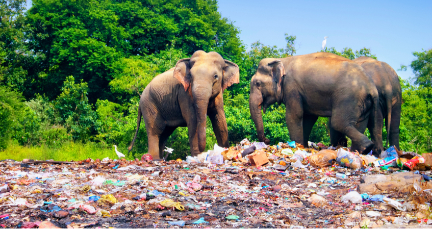 Elephants walking around plastic pollution