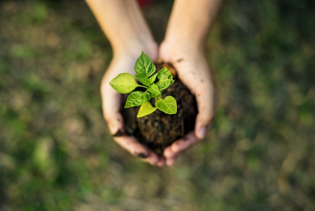 Hand holding sprout for growing nature