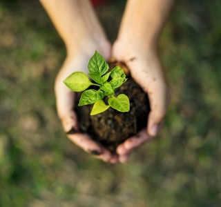 Hand holding sprout for growing nature