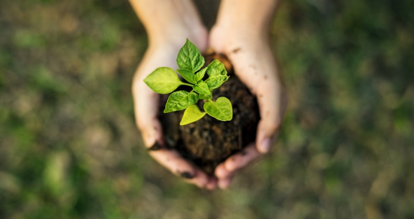 Hand holding sprout for growing nature