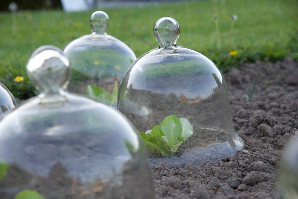 Gardener's Cloches