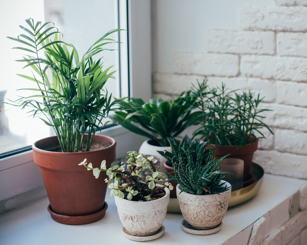 Plants in pots indoors