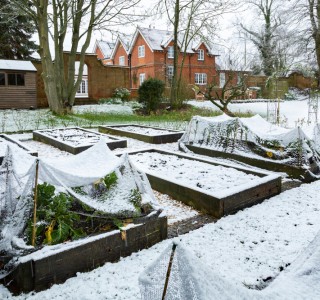 Snow in a vegetable garden