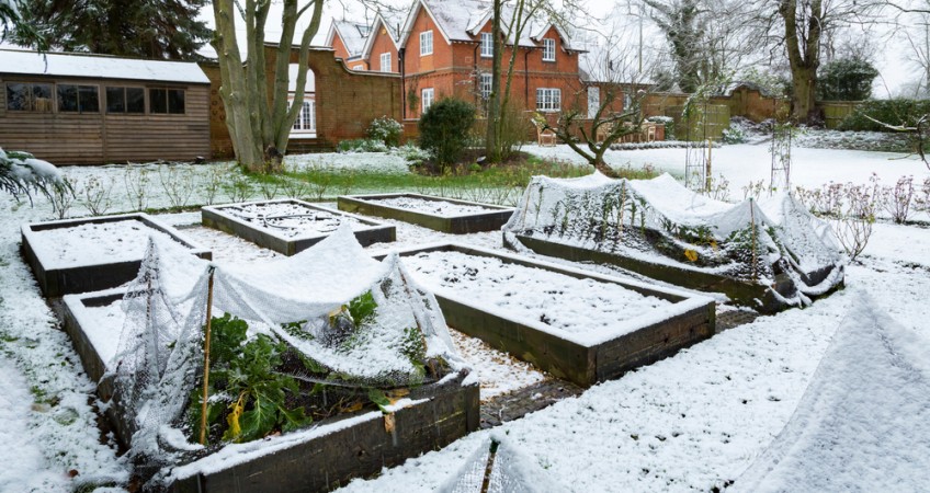 Snow in a vegetable garden